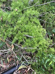 Asparagus aethiopicus