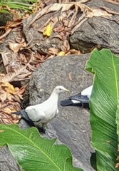 Ducula spilorrhoa