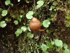 Psilocybe