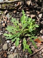 Ixeridium laevigatum