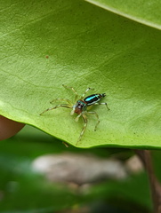 Cosmophasis micarioides