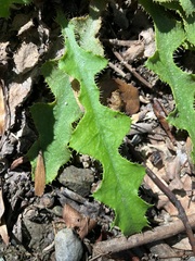 Ixeridium laevigatum