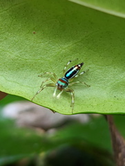 Cosmophasis micarioides