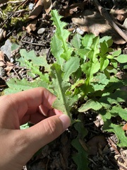 Ixeridium laevigatum