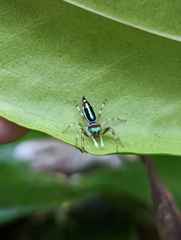 Cosmophasis micarioides
