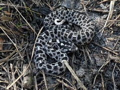 Sistrurus miliarius barbouri