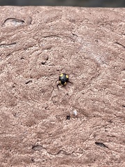 Hyperaspis esmeraldas