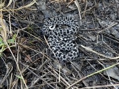 Sistrurus miliarius barbouri