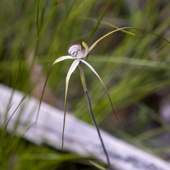 Caladenia venusta