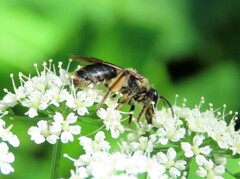 Andrena crataegi