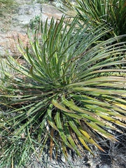Agave schidigera