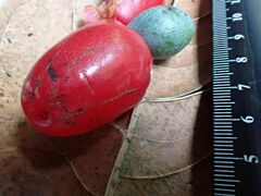 Podocarpus dispermus