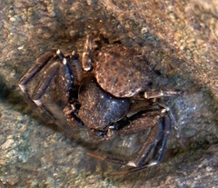 Bassaniodes bliteus
