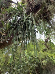 Rhipsalis pachyptera