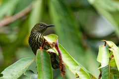 Kurochkinegramma hypogrammicum