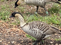 Branta sandvicensis