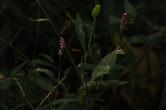 Persicaria longiseta