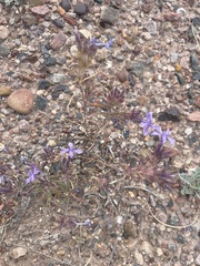 Ipomopsis multiflora