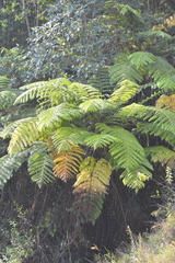 Cyatheaceae