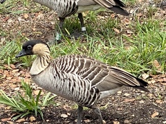 Branta sandvicensis