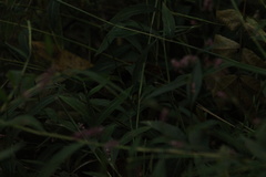 Persicaria longiseta