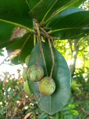 Calophyllum inophyllum