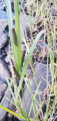 Carex aquatilis