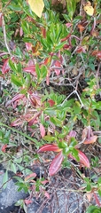 Kalmia microphylla