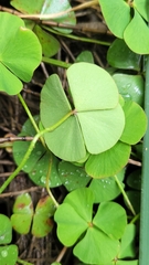 Marsilea