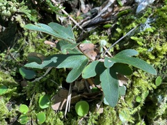Pyrrosia polydactylos