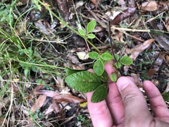Desmodium rhytidophyllum