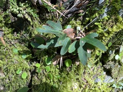 Pyrrosia polydactylos