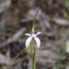 Caladenia venusta