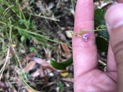 Desmodium rhytidophyllum