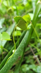 Marsilea