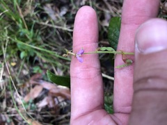 Desmodium rhytidophyllum