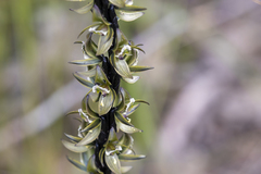 Prasophyllum elatum