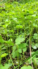 Marsilea