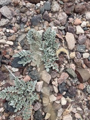Astragalus amphioxys
