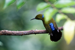 Kurochkinegramma hypogrammicum