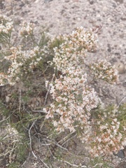 Eriogonum pulchrum