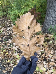 Quercus macrocarpa