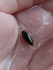 Macrogyrus darlingtoni