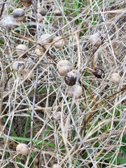 Baptisia sphaerocarpa