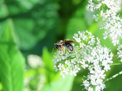 Andrena crataegi