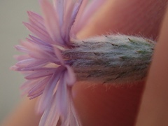 Lessingia leptoclada