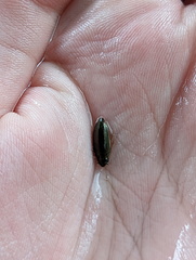 Macrogyrus darlingtoni