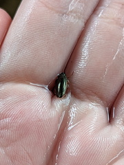 Macrogyrus darlingtoni