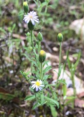 Vittadinia