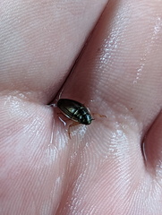 Macrogyrus darlingtoni